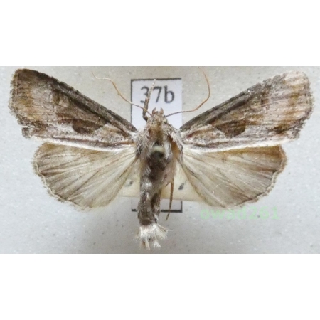 Lateroligia ophiogramma (Esper, 1794) Czech37b